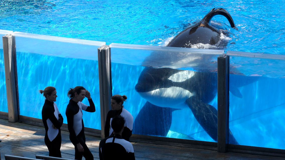 Wegen des großen öffentlichen Drucks kündigte Seaworld 2016 an, keine Orcas mehr für seine Shows zu züchten.