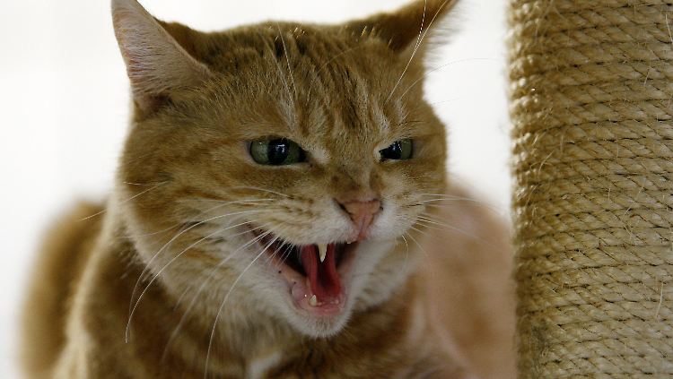 Katzenhalter wissen: Ist der Stubentiger unzufrieden, fährt er die Krallen aus.