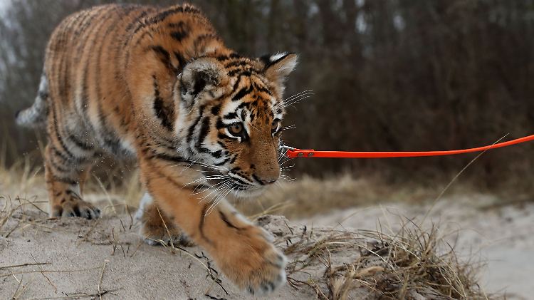 "Elsa" tigert durch den Schnee.