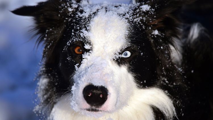 Border Collie mit interessanter Augenfärbung: Warum säuseln Hundefreunde die Tiere in hoher Tonlage an?