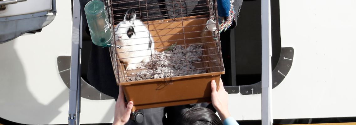 Und da ist Marlon Bundo, das Kaninchen.