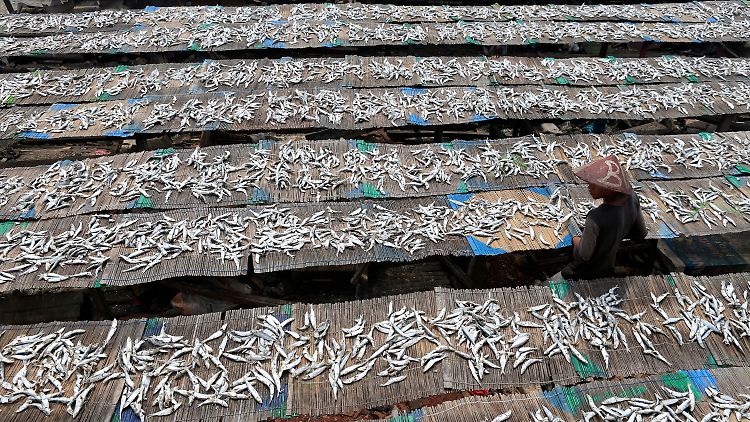 Rein statistisch betrachtet haben die Europäer ihren heimisch gefangenen Fisch schon zur Jahreshälfte aufgegessen. Den Rest importieren sie. So kann es nicht weitergehen, warnt der WWF.