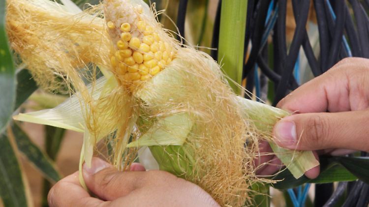 Mais-Anbau in Missouri: Bayer will den Saatgutspezialisten Monsanto für rund 66 Milliarden Dollar schlucken.
