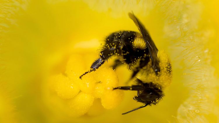 Krankheiten, Pestizide, Klimawandel und weniger Lebensraum: Es gibt einiges, was der Rostbraungefleckten Hummel zusetzt.