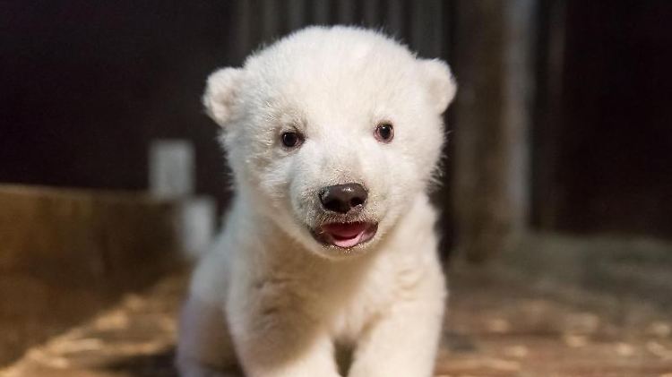 Kleiner Eisbär schlägt sich wacker.