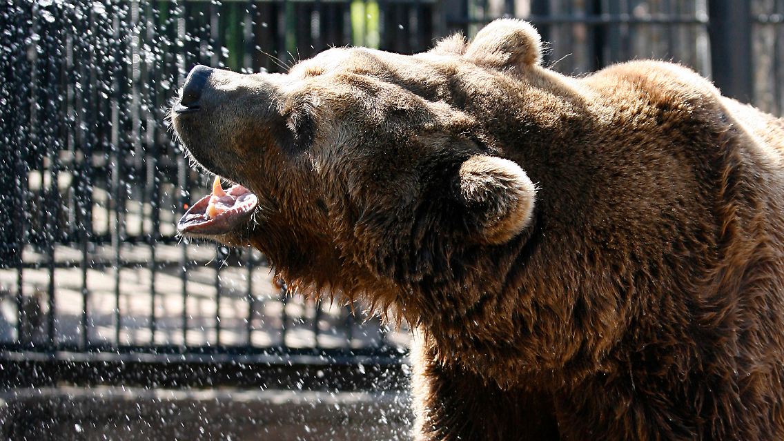 Der "russische Bär" ist wieder erstarkt.