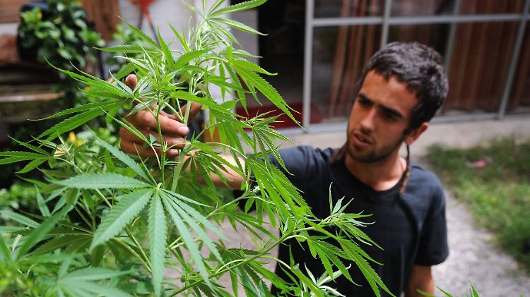 Das Problem in den USA: Auf Bundesebene ist der Handel mit Marihuana noch immer illegal, die Rechtslage ist unübersichtlich.