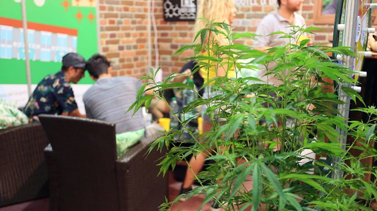 In Montevideo gibt es mittlerweile sogar eine eigene Marihuana-Messe, die jedes Jahr von Tausenden von Menschen besucht wird.