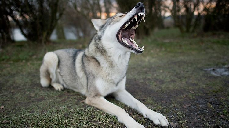 Wolfshund Elsa (Rasse Saarlooswolfhund): Bei dem Gebiss kann man schon mal ängstlich zurückschrecken.