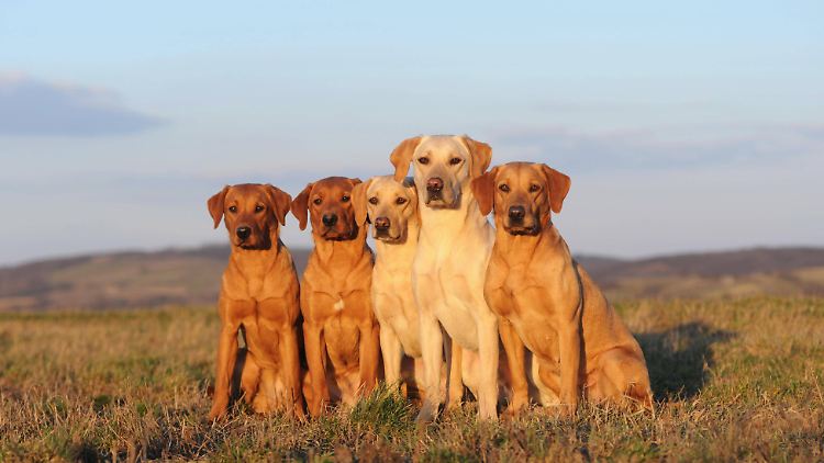 Um welche Rasse es sich bei den Hunden handelte, geht aus dem Urteil nicht hervor.