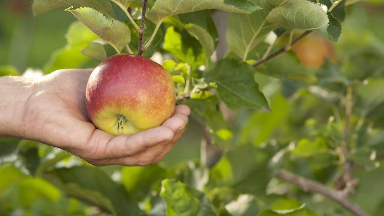 Ein echter Gesundmacher ist der Apfel - vor allem mit Schale.