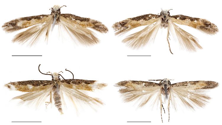 Die Mottenart "Neopalpa donaldtrumpi" könnte schon bald aussterben.