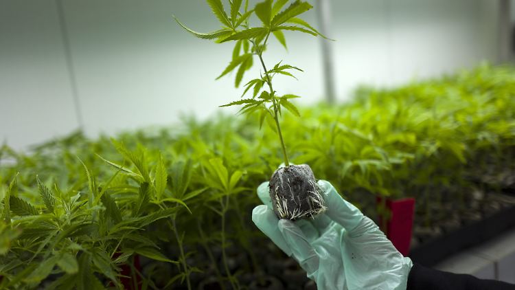 Eine staatliche Cannabisagentur soll den Anbau für medizinische Zwecke überwachen.
