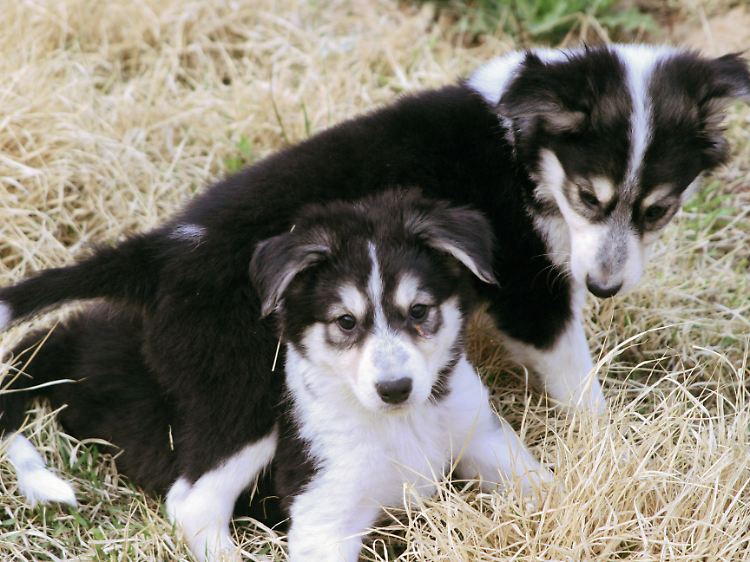 Die beiden Klon-Hunde wurden 2008 in Südkorea aus den Zellen der bereits 2002 verstorbenen Hündin Missi geschaffen.