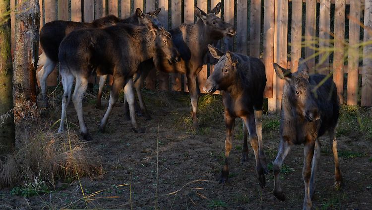 Elch-Jungtiere am Eingang zum Hochmoorgebiet Lille Vildmose in der Nähe von Aalborg, in das sie zuvor gebracht worden waren.