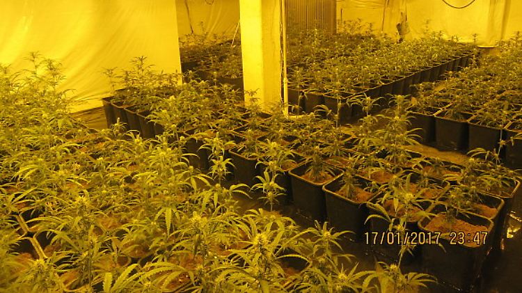 Die Drogenplantage in Bremen bestand aus 427 Pflanzen.