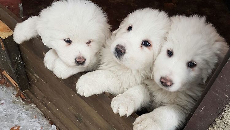 Der Fund dreier Hundewelpen hatte bei den Helfern die Hoffnung geweckt, Überlebende zu finden.