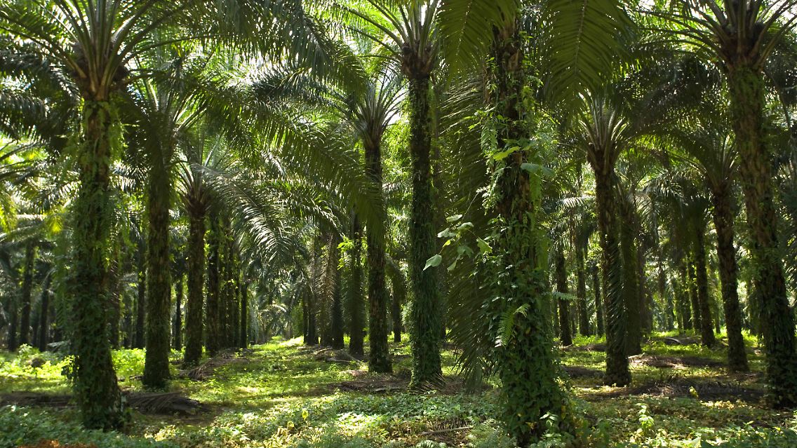 Der Anbau von Palmöl vor allem in Ländern wie Indonesien und Malaysia wird seit langem wegen der damit häufig verbundenen Rodung ganzer Wälder und auch wegen der Arbeitsbedingungen kritisiert.