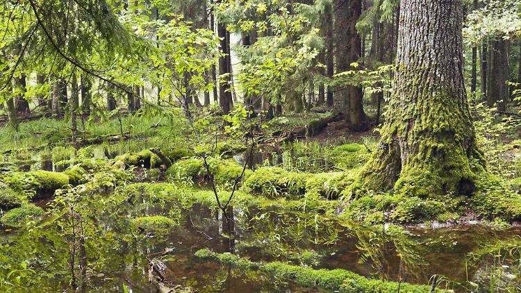 Wenn es nach dem Willen der polnischen Regierung geht, soll ein Teil des Urwaldgebiets Bialowieza im Osten des Landes abgeholzt werden.