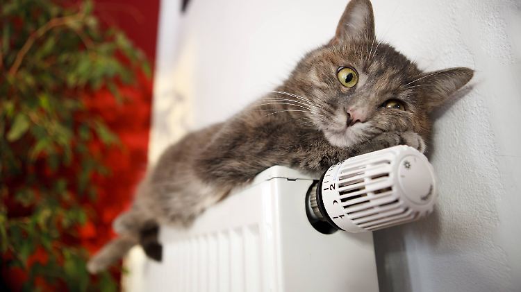 Wird die Wohnung nicht überall warm, kommt wahrscheinlich nicht bei allen Heizkörpern genügend Wasser an. 