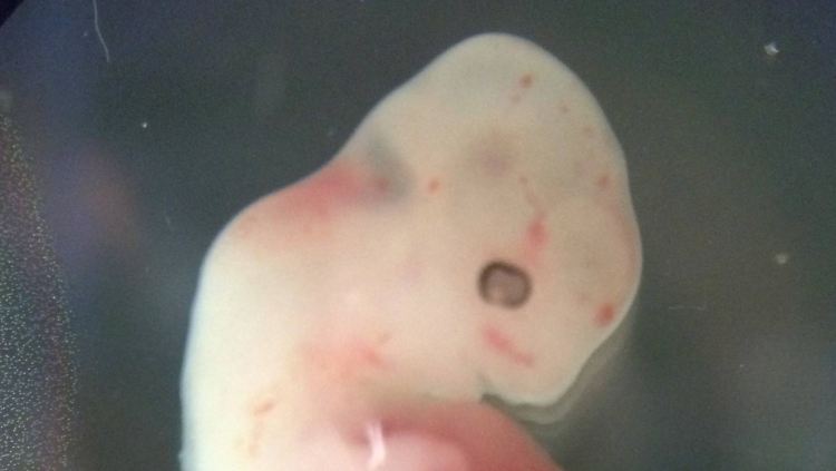 Ein Schweine-Embryo, in den menschliche Zellen eingepflanzt wurden.