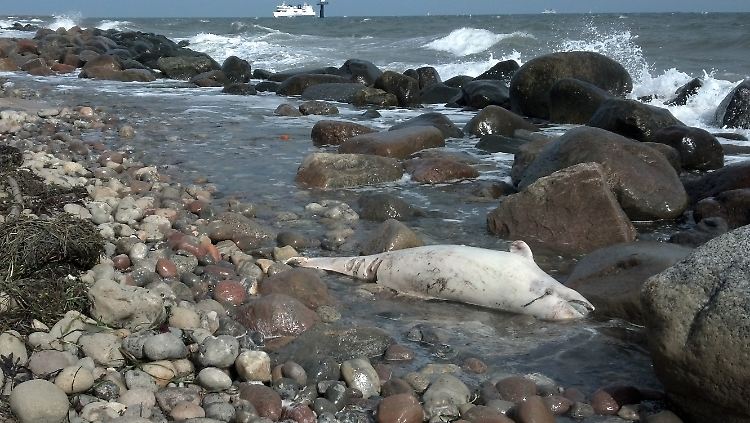Ein toter Schweinswal am Ufer der Ostseeinsel Fehmarn. (Bild von 2013) 