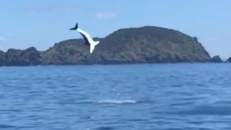 Makohaie können bis zu sechs Metern hochspringen.