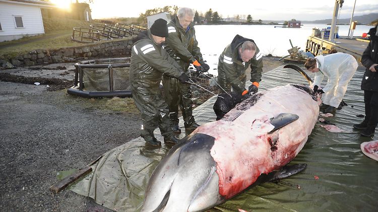 Forscher untersuchen den toten Wal an der norwegischen Küste. Sie fanden später 30 Plastiktüten in dem Magen des Schnabelwals. 