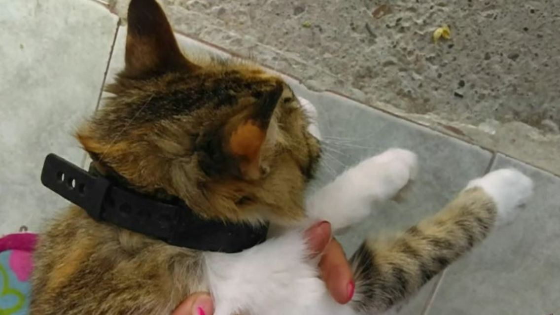 Katze Fußfessel.JPG