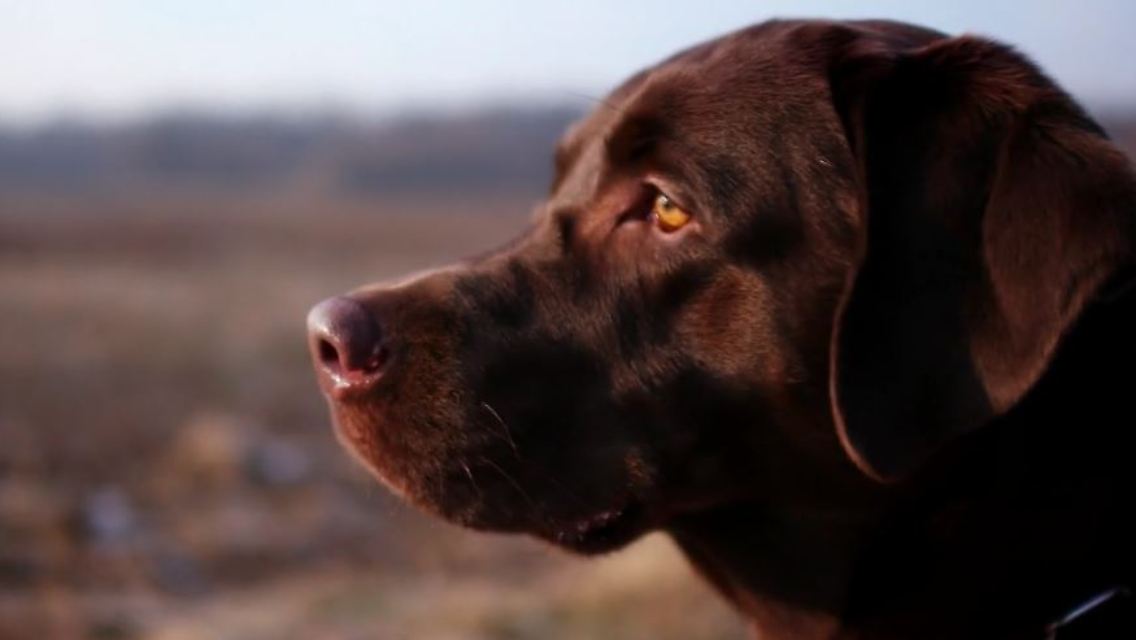 hund1.JPG