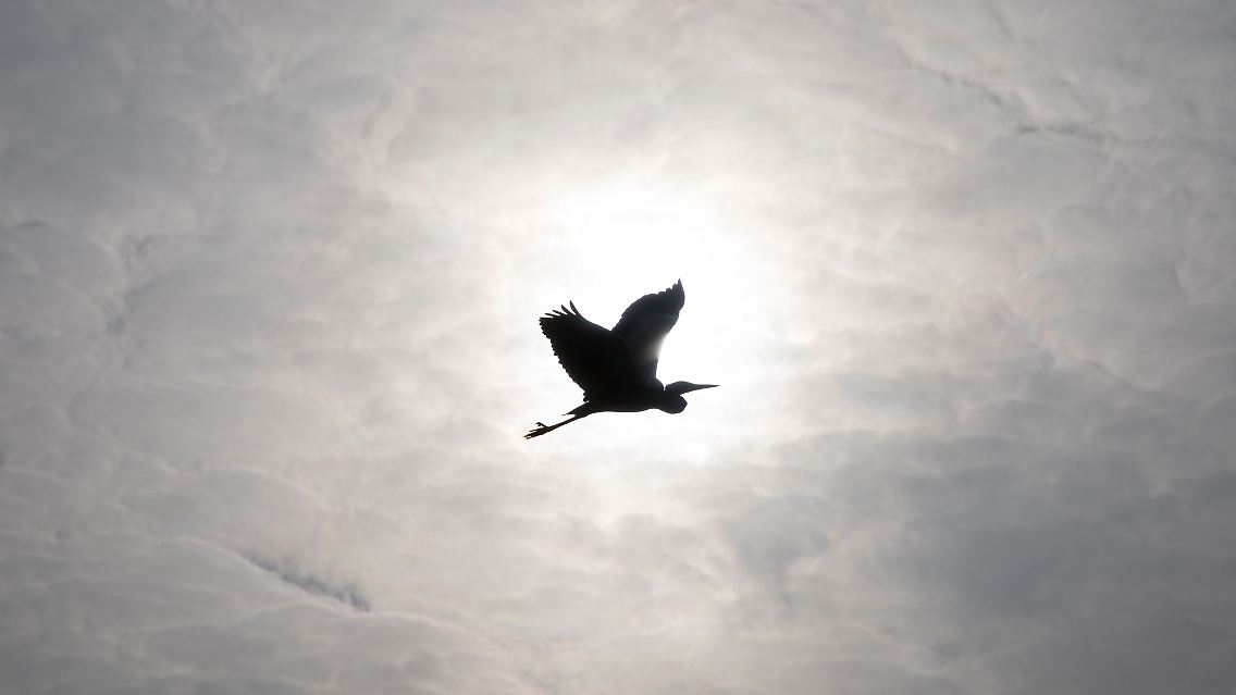 dpatopbilder - Ein Graureiher fliegt am 08.02.2017 in Frankfurt am Main (Hessen) an der Sonne vorbei, die nur schwach durch die Wolkendecke scheint. Foto: Frank Rumpenhorst/dpa +++(c) dpa - Bildfunk+++