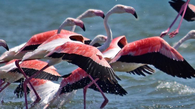 Du bist, was du isst - das gilt auch für Flamingos.