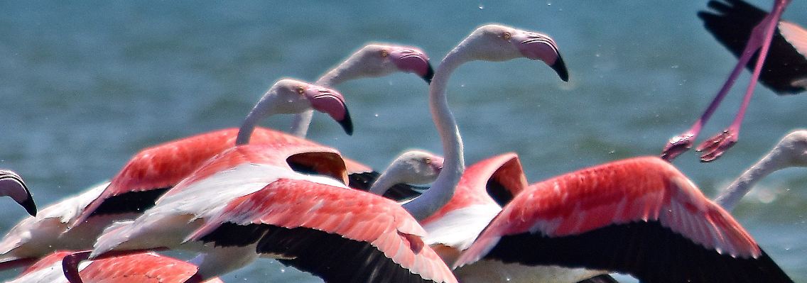 Du bist, was du isst - das gilt auch für Flamingos.