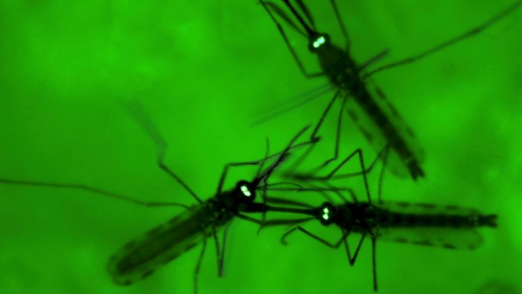 Hunderttausende Menschen sterben jedes Jahr an Malaria.