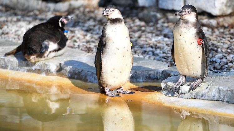 Die Humboldt-Pinguine mit ihrem Watschelgang gehören zu den Publikumslieblingen im Mannheimer Tierpark.