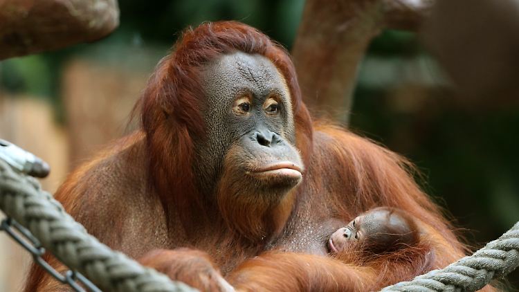 Orang-Utans sind die einzigen noch lebenden Großen Menschenaffen in Asien.