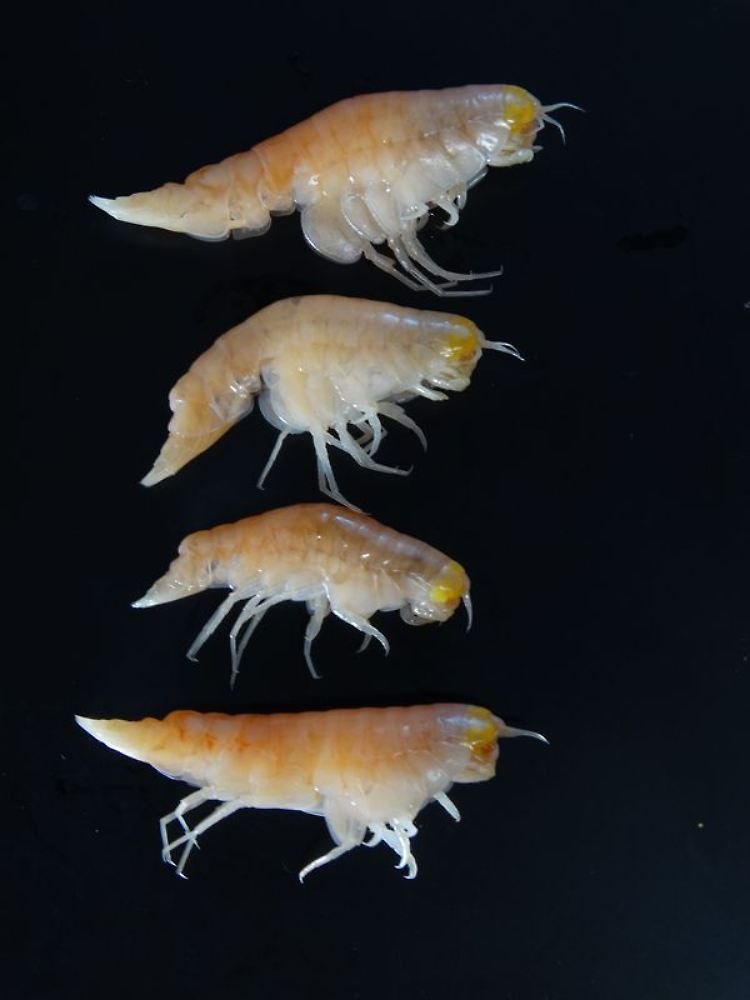 Ultra-Tiefwasser-Amphipoden Hirondellea Gigas aus den tiefsten Tiefen des Marianengrabens im Nordwestpazifik. Diese Art bewohnt Tiefen von 6000 bis fast 11.000 Meter.