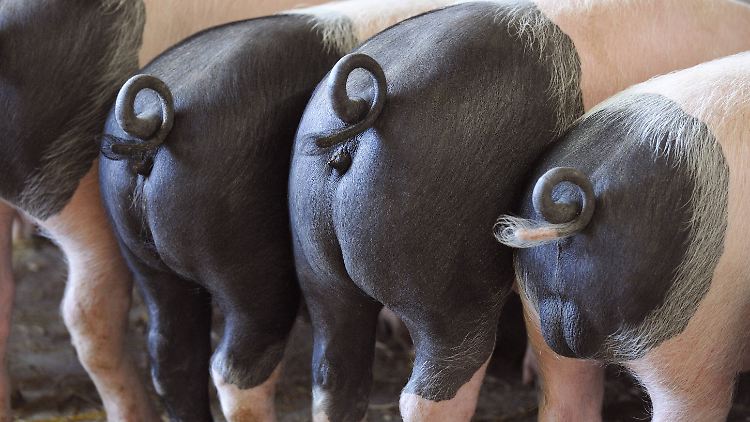 Bei diesem Anblick der Schwäbisch-Hällischen Landschweine will man doch glattweg Vegetarier werden.