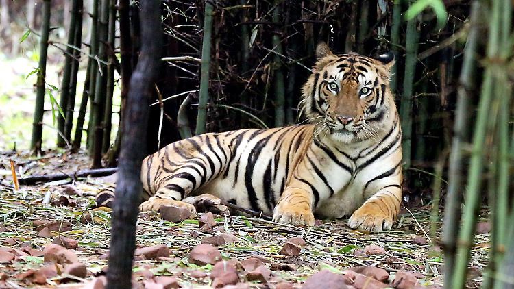 Schätzungsweise 2200 Tiger leben in Indiens Wildnis.