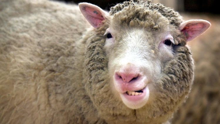 Dolly wurde am 5. Juli 1996 geboren, doch erst im folgenden Jahr erfuhr die Öffentlichkeit davon.