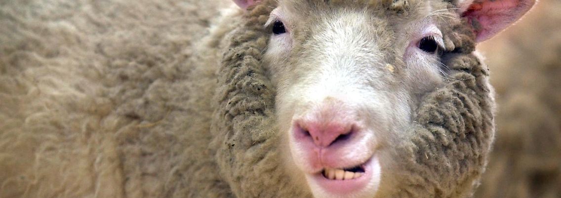 Dolly wurde am 5. Juli 1996 geboren, doch erst im folgenden Jahr erfuhr die Öffentlichkeit davon.