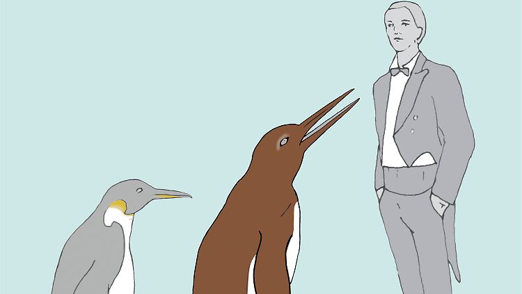 Der Pinguin wurde etwa 150 Zentimeter groß.