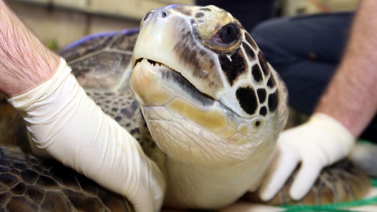 Die Suppenschildkröte ist in Madagaskar vom Aussterben bedroht.