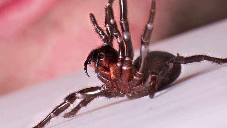 So sieht eine Trichternetzspinne aus - in Australien griff ein Exemplar nun einen Zehnjährigen an.