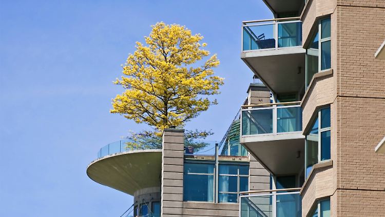 Baum auf einer Dachterrasse in Kanada.