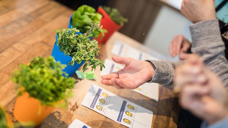 Verschiedene Küchenkräuter im Workshop-Test: Was schmeckt am besten?