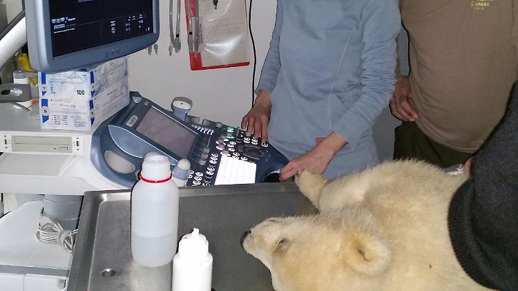 Die Ärzte sind besorgt um Eisbär Fritz.