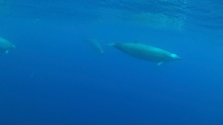 True-Wale (Mesoplodon mirus) unter Wasser.