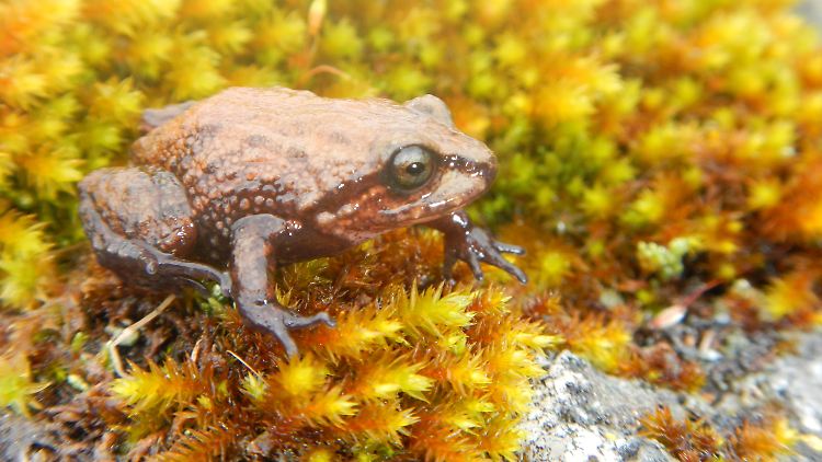 So sieht er aus: ein männliches Exemplar von Pristimantis attenboroughi.