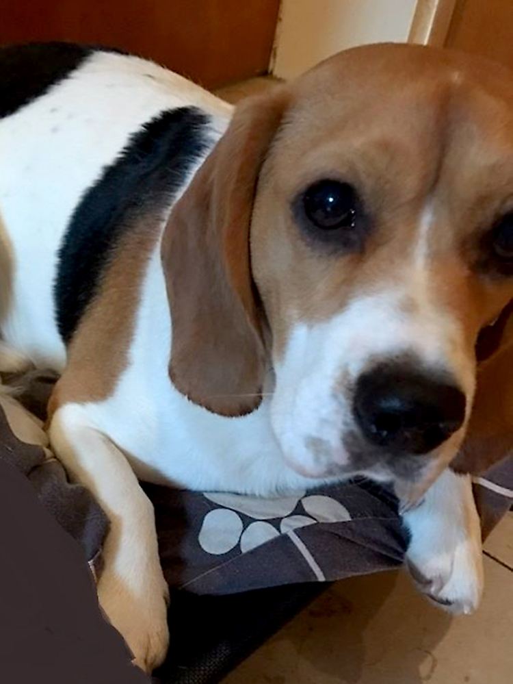 Im Zusammenhang mit dem Mord an dem neunjährigen Jungen sucht die Polizei nach diesem Hund.